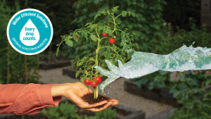 Water-saving tips for a sustainable garden
