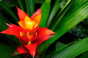 Heliconia Christmas plants