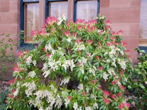 Flowering Pieris Japonica in the garden of a tenement building, Glasgow