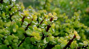 Portulacaria afra or Spekboom, Elephant Bush, Porkbush is a small-leaved succulent plant native from South Africa.Green nature background for design.Selective focus.