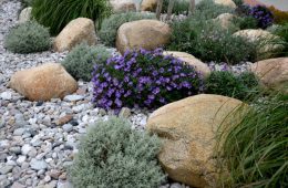 alopecuroides, amellus, aster, belgii, boulders, center, chamaecyparissus, circle, concrete, curb, cylindrica, dumosum, entrance, flowerbed, garden, golden, granite, grass, gray, hameln, imperata, japonica, light, line, lot, mulch, mulched, near, novi, park, pebble, pebbles, pennisetum, perennial, pine, prairie, princess, purple, river, rockery, round, santolina, shape, shopping, spirea, steppe, sunny, urban, white, yellow