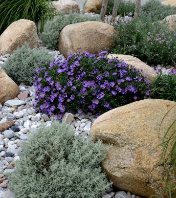 alopecuroides, amellus, aster, belgii, boulders, center, chamaecyparissus, circle, concrete, curb, cylindrica, dumosum, entrance, flowerbed, garden, golden, granite, grass, gray, hameln, imperata, japonica, light, line, lot, mulch, mulched, near, novi, park, pebble, pebbles, pennisetum, perennial, pine, prairie, princess, purple, river, rockery, round, santolina, shape, shopping, spirea, steppe, sunny, urban, white, yellow