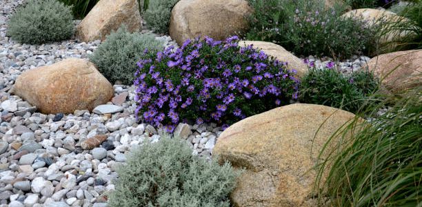 alopecuroides, amellus, aster, belgii, boulders, center, chamaecyparissus, circle, concrete, curb, cylindrica, dumosum, entrance, flowerbed, garden, golden, granite, grass, gray, hameln, imperata, japonica, light, line, lot, mulch, mulched, near, novi, park, pebble, pebbles, pennisetum, perennial, pine, prairie, princess, purple, river, rockery, round, santolina, shape, shopping, spirea, steppe, sunny, urban, white, yellow