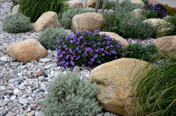 alopecuroides, amellus, aster, belgii, boulders, center, chamaecyparissus, circle, concrete, curb, cylindrica, dumosum, entrance, flowerbed, garden, golden, granite, grass, gray, hameln, imperata, japonica, light, line, lot, mulch, mulched, near, novi, park, pebble, pebbles, pennisetum, perennial, pine, prairie, princess, purple, river, rockery, round, santolina, shape, shopping, spirea, steppe, sunny, urban, white, yellow