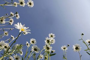 Spring meadow with happy Marguerites / Daisies into blue clear sky