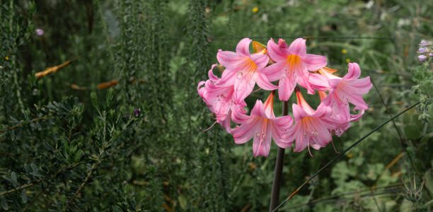 Belladonna Lilly a species of Amaryllis, Amaryllis Belladdona.