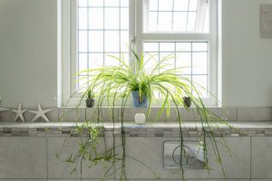 Houseplants that have a long lifespan