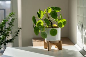 Money plant houseplant on a white pot
