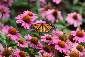 Monarch butterfly in field of purple coneflowers