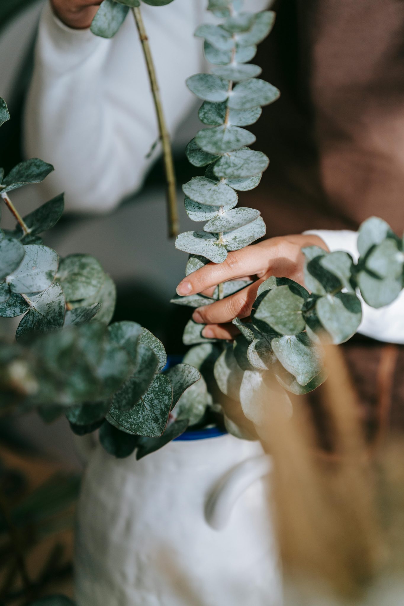 Eucalyptus essentials: Your guide to growing this aromatic beauty | SA ...