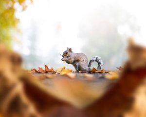 Squirrel eating nuts in the park. Unusual perspective from the ground through dry leaves.