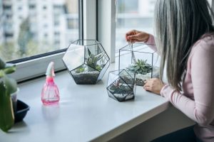 Charming lady using soft brush to remove dust from succulent plant in geometric glass terrarium while sitting at the windowsill