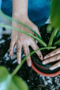 When to repot your plants