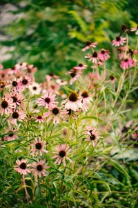 Echinacea