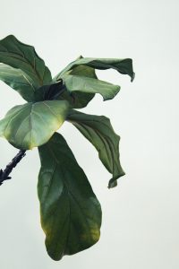 Leafs of aFiddle leaf figs houseplant