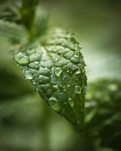 Peppermint leaves