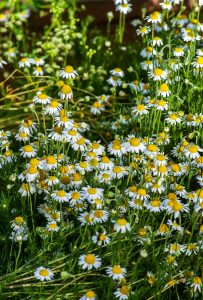 Chamomile flowers in a garden