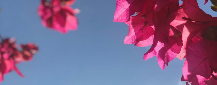 Bougainvillea vines
