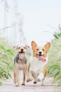 Dogs running through garden paving