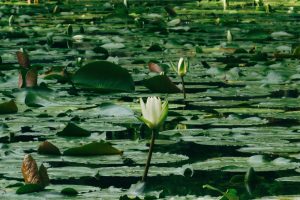 anne-laure-p-y22GneOW3-o-unsplash