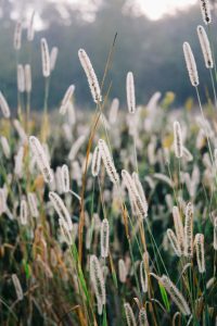 Moisture-Loving plants