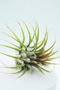Air plants