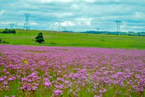 Beautiful Rietvlei nature reserve near Pretoria and Centurion lined with purple pompom weed root system