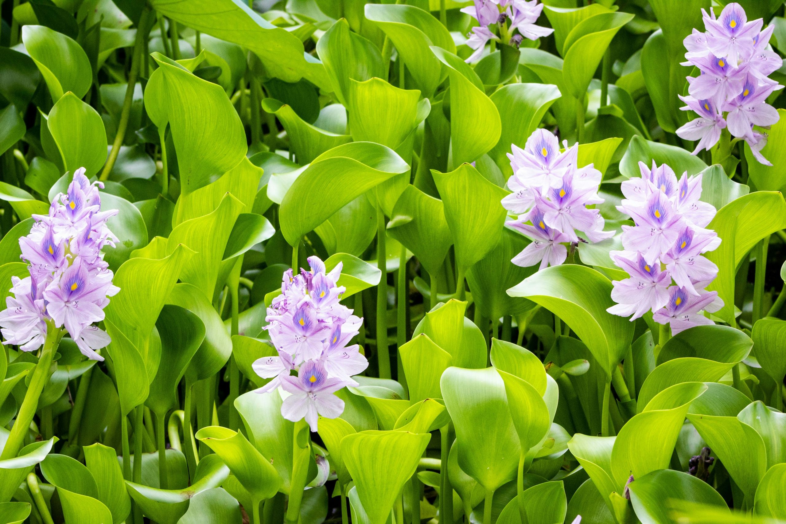 Overgrown water hyacinth