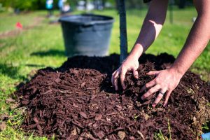 Wood chip mulch