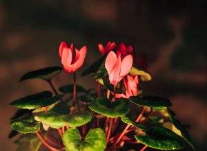 pexels-anatol-romaniuk-852627593-30507449