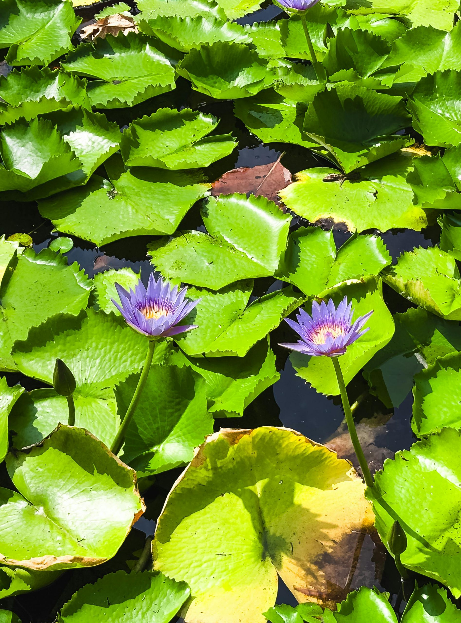 pexels-aravind-p-s-1808524778-30444623