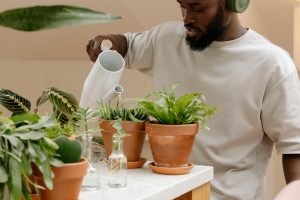 How to avoid overwatering your houseplants