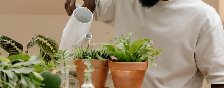 How to avoid overwatering your houseplants