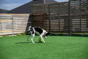 Dog playing in artificial grass