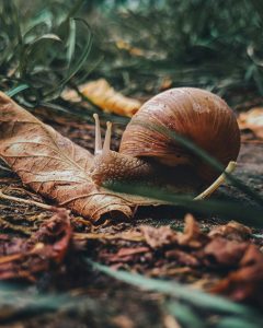 Snail in the garden