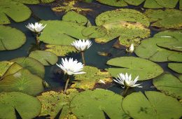 pexels-magda-ehlers-pexels-30414922