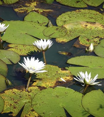 pexels-magda-ehlers-pexels-30414922