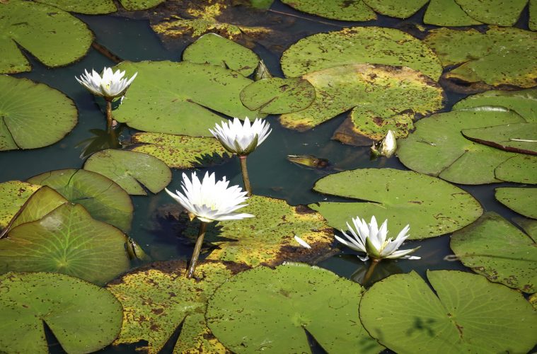 pexels-magda-ehlers-pexels-30414922