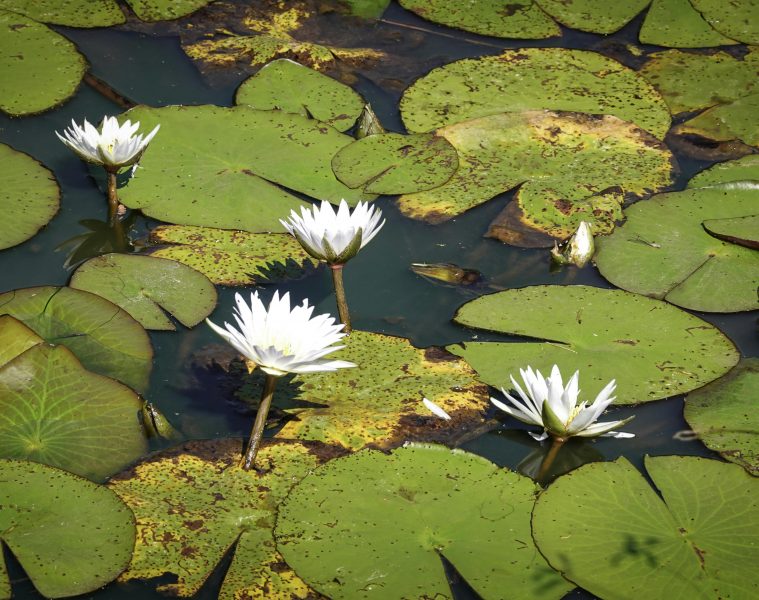 pexels-magda-ehlers-pexels-30414922