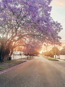 samantha-gilmore-vhhyTHFv5a8-unsplash copy