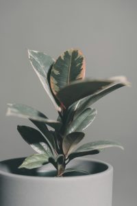 scott-webb-iiWMIpcHcGI-unsplash