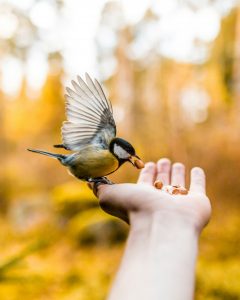 Bird eating seed nuts