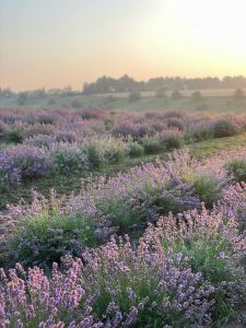 ground cover lavender