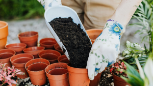 Container gardening in Autumn