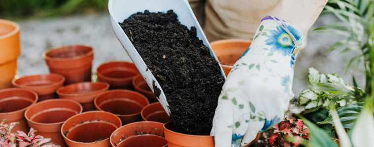 Container gardening in Autumn