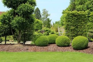 Garden with a variety of shrubs