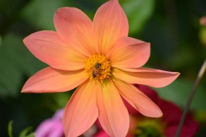 Cross pollination elements