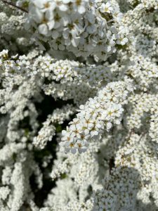 Yarrow white flowers
