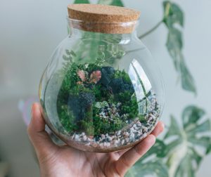 Terrarium ecosystem