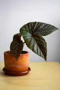 Begonia Rex house plants potted in a brown pot